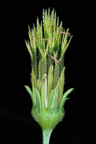 Spanish needles