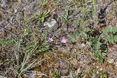 Dianthus repens