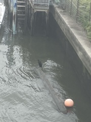 Phalacrocorax carbo hanedae