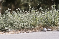 Heliotropium hirsutissimum