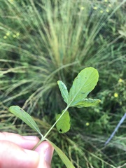 Dyschoriste oblongifolia