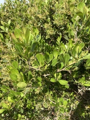 Searsia lucida lucida