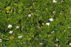 Dimorphotheca fruticosa