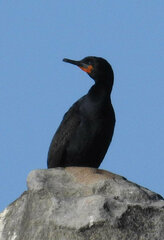 Phalacrocorax capensis