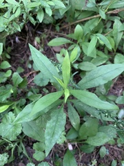 Symphyotrichum lateriflorum
