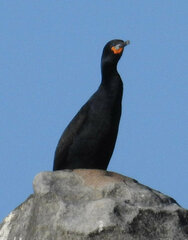 Phalacrocorax capensis