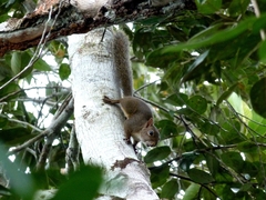 Sciurus aestuans