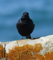 Onychognathus morio morio