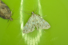 Elophila icciusalis