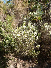 Erica fimbriata