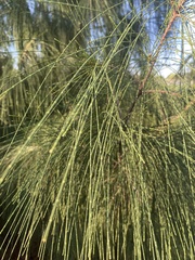 Casuarina