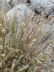 Artemisia campestris
