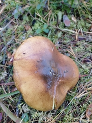 Suillus luteus