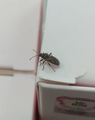 Arocatus melanocephalus