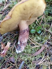 Suillus luteus