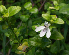 Acanthaceae