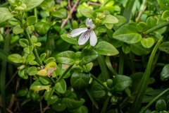 Acanthaceae