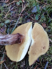 Suillus luteus