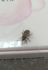 Arocatus melanocephalus