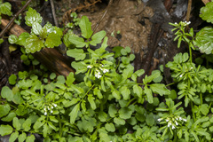 Cardamine