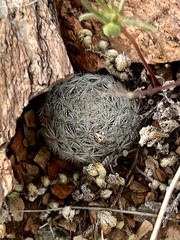 Mammillaria lasiacantha