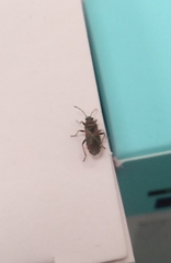 Arocatus melanocephalus