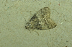Pococera asperatella