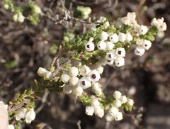 Erica fimbriata