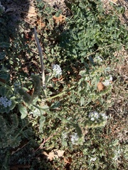 Heliotropium