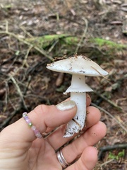 Gemmatae