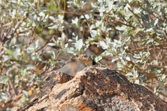 Crotaphytus