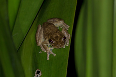 Litoria rothii