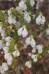 Erica fimbriata