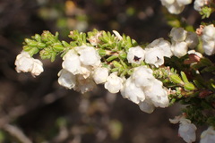Erica fimbriata