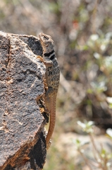 Crotaphytus