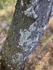 Flavoparmelia caperata