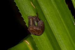 Parmacochlea furca