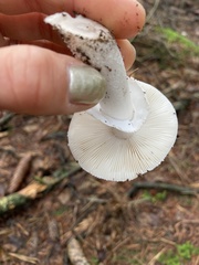 Gemmatae