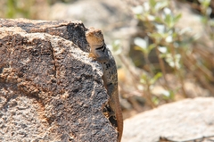 Crotaphytus