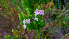 Melastomataceae
