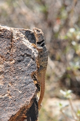 Crotaphytus