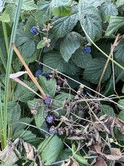 Rubus caesius