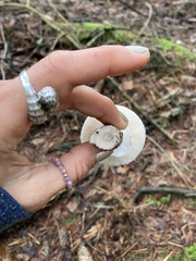 Gemmatae