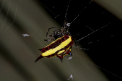 Gasteracantha fornicata
