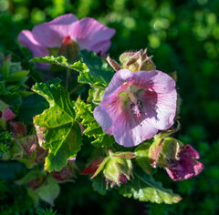 Anisodontea