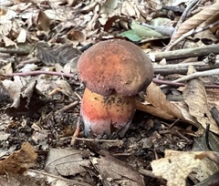 Neoboletus