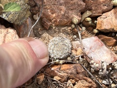 Mammillaria lasiacantha