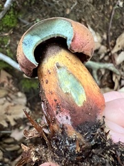 Neoboletus