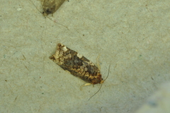 Archips argyrospila