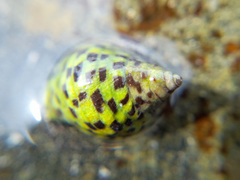 Cominella lineolata